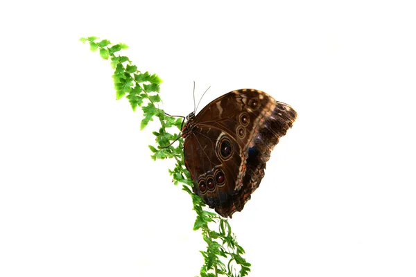 Caligo eurilochus 蝴蝶 — 图库照片