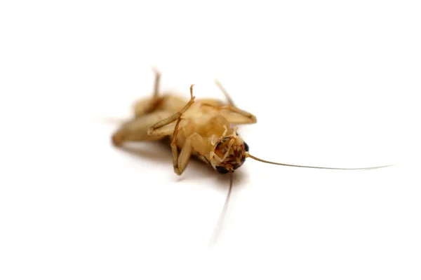 Dead common house cricket on white — Stock Photo, Image