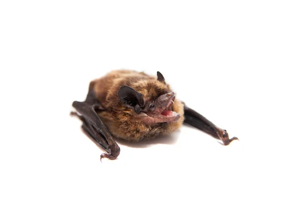 Northern bat on white. — Stock Photo, Image