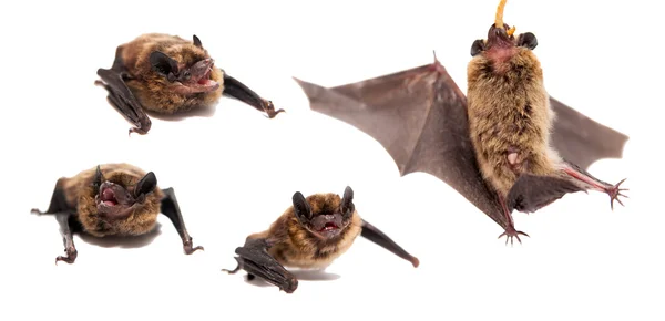 Set of Northern bat on white. — Stock Photo, Image