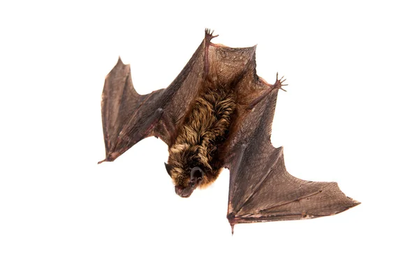 Northern bat on white. — Stock Photo, Image