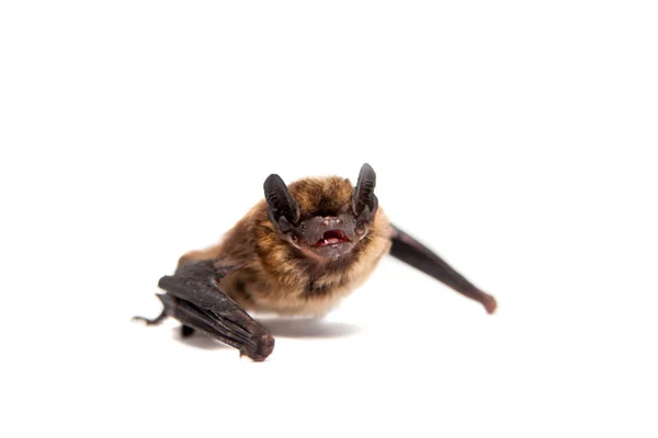 Northern bat on white. — Stock Photo, Image