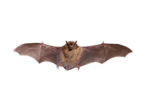 Flying Northern bat on white. — Stock Photo, Image