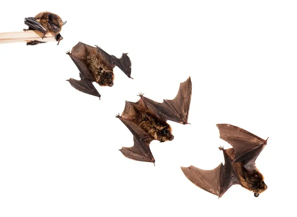 Set of Flying northern bat on white. — Stock Photo, Image