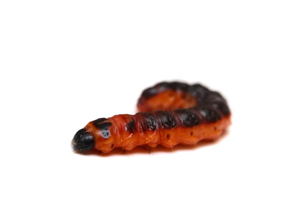 Big red catterpillar of Goat Moth on white — Stock Photo, Image