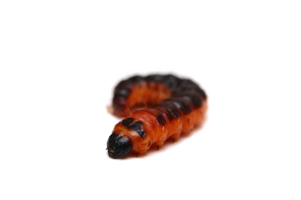 화이트에 나 방 염소의 큰 빨간 catterpillar — 스톡 사진