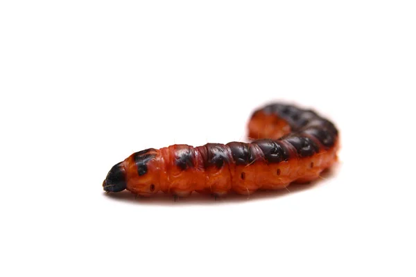 Big red catterpillar of Goat Moth on white — Stock Photo, Image