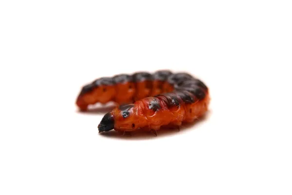 Big red catterpillar of Goat Moth on white — Stock Photo, Image