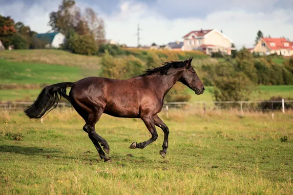 Caballos marrones — Foto de Stock