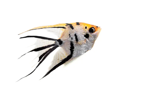 Angelfish in profile on white — Stock Photo, Image