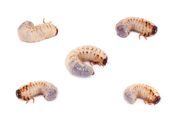 Larva of European rhinoceros beetle on white — Stock Photo, Image