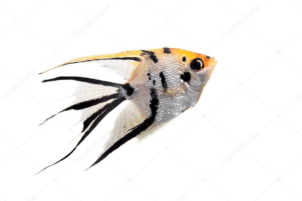 Angelfish in profile on white