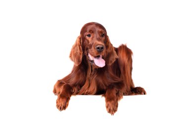 beyaz zemin üzerine İrlandalı red setter