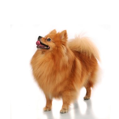 Beyaz spitz Pomeranian köpeği