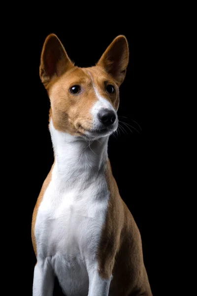 Basenji sobre el fondo negro —  Fotos de Stock