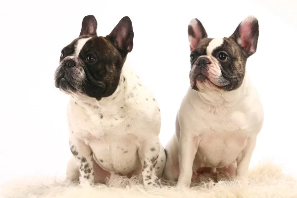 Two French Bulldogs on white background — Stock Photo, Image