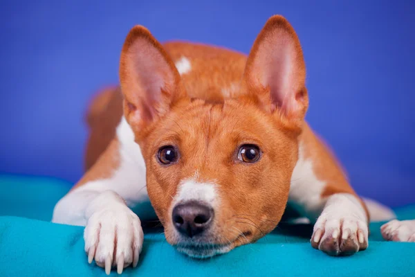 Basenji rosso su blu — Foto Stock