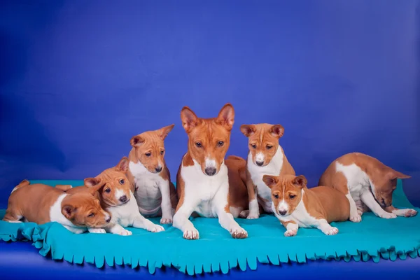 Vrh štěňátka basenji s matkou na modré — Stock fotografie