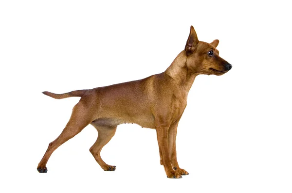 Dwarfish pinscher costs on white — Stock Photo, Image