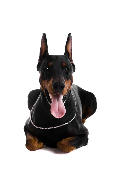 白底黑色杜宾犬的肖像 — 图库照片