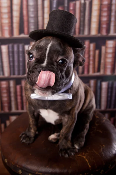 French bulldog puppy with neck bow hat in library Stock Image