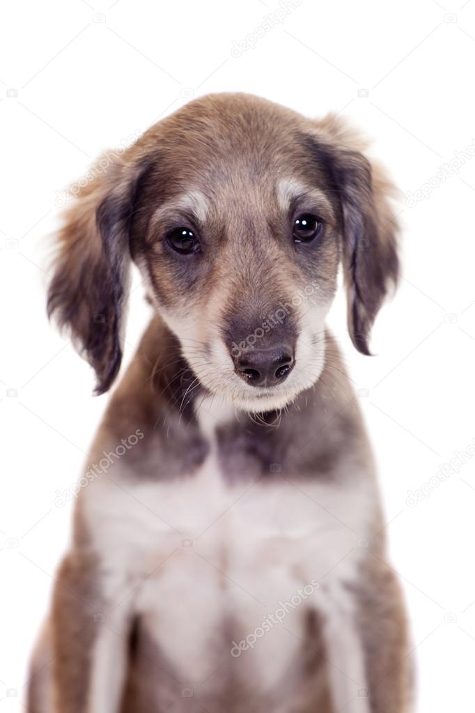 Tazy - Kazakh greyhound on white