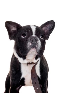 Fransız bulldog yavru beyaz