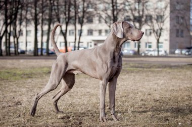 Weimaraner köpek dış