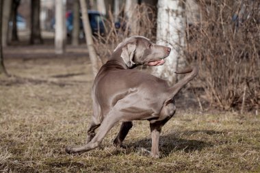 Weimaraner köpek dış