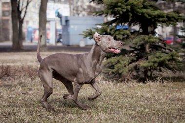 Weimaraner köpek dış