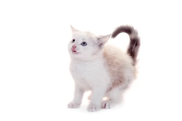 Liten kattunge på vit — Stockfoto