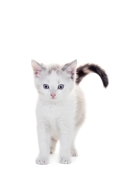 Pequeño gatito en blanco — Foto de Stock