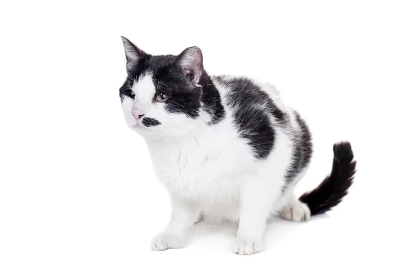 白の混合された品種ブラインド猫 — ストック写真