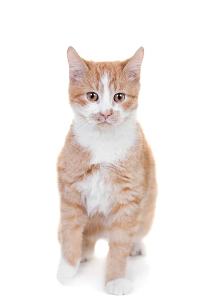 Ginger mixed breed cat on white — Stock Photo, Image