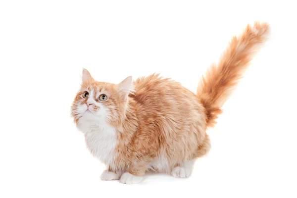 ホワイト ジンジャーの混合された品種猫 — ストック写真