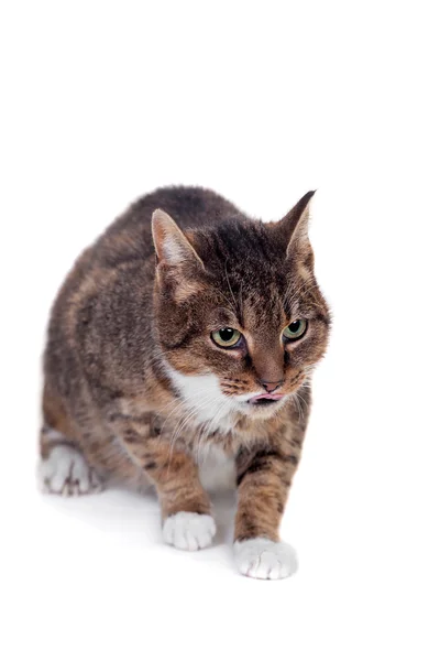 Dünne erwachsene gestromte Katze — Stockfoto