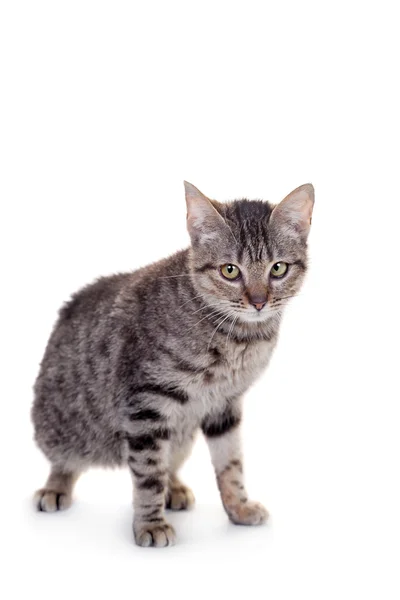 Dünne erwachsene gestromte Katze — Stockfoto