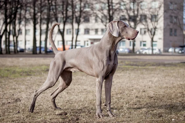 Weimaraner köpek dış — Stok fotoğraf