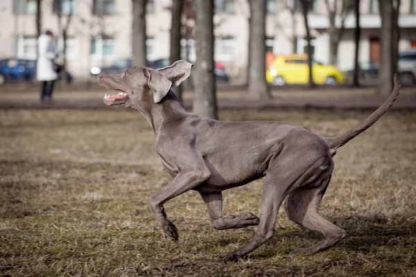 Weimaraner köpek dış — Stok fotoğraf