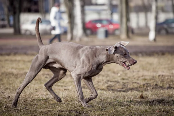 Weimaraner perro fuera —  Fotos de Stock