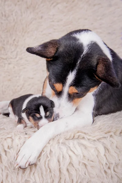 Newborn basenji puppy with mother — Stock Photo, Image