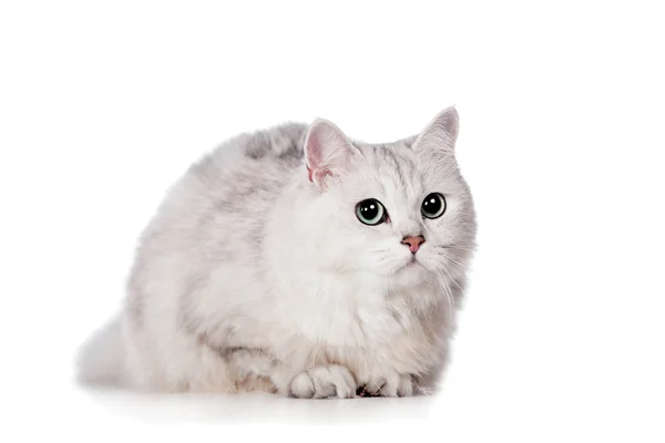 Mischlingskatze auf weiß — Stockfoto