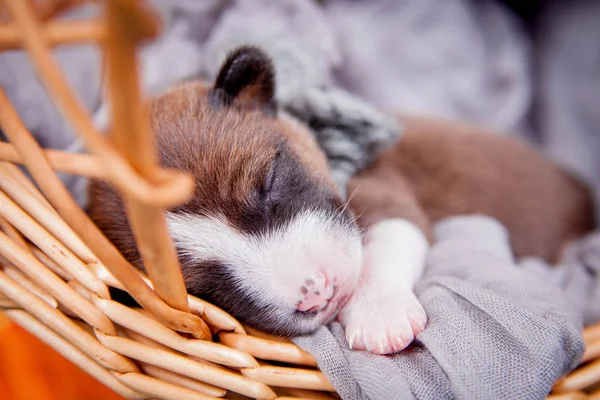 Yeni doğan alçaklık köpek yavrusu — Stok fotoğraf