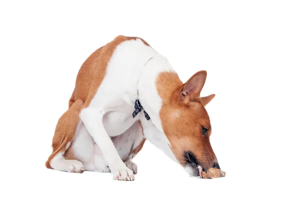 Basenji dog isolated on white — Stock Photo, Image