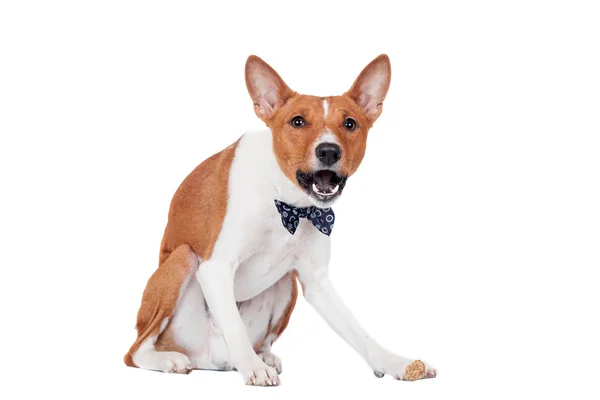 Podłość na białym tle pies — Zdjęcie stockowe