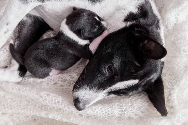 Basenji novorozené štěně s matkou — Stock fotografie