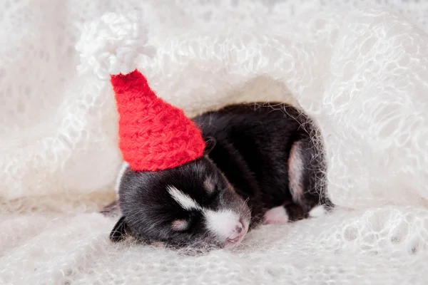 Küçük alçaklık köpek Noel dekorasyonu ile — Stok fotoğraf