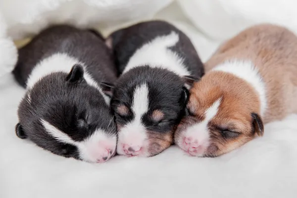 Filhotes de basenji recém-nascidos — Fotografia de Stock