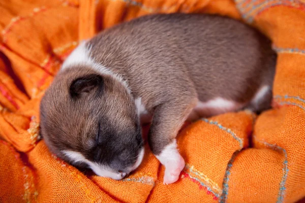 Cãozinho basenji recém-nascido — Fotografia de Stock