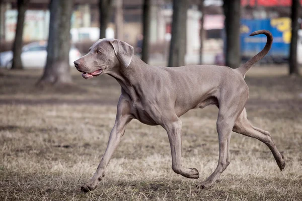 ワイマラナー犬を外 — ストック写真